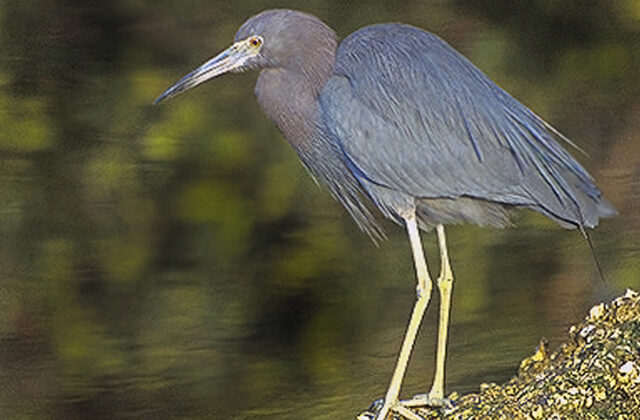 Little Blue Heron