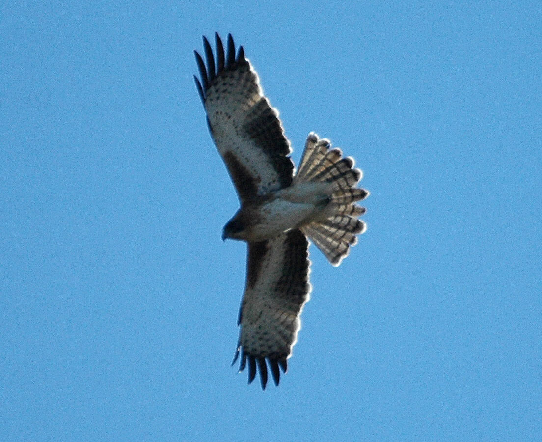 Little Eagle
