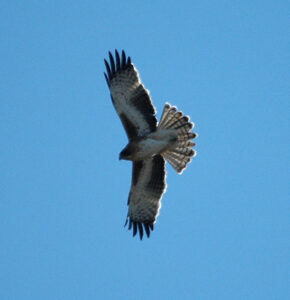 Little Eagle