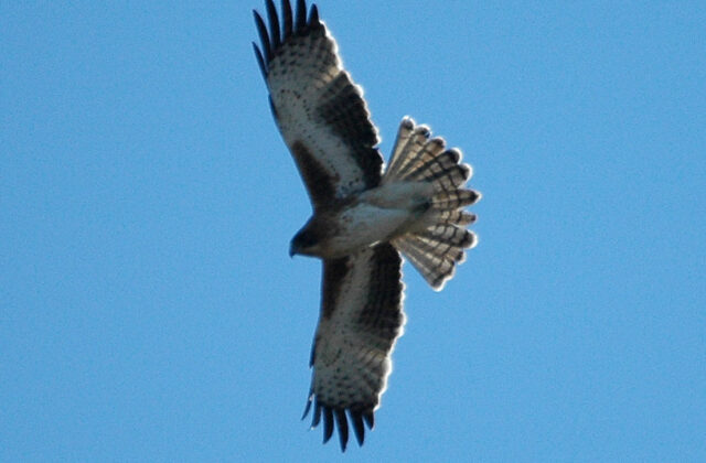 Little Eagle