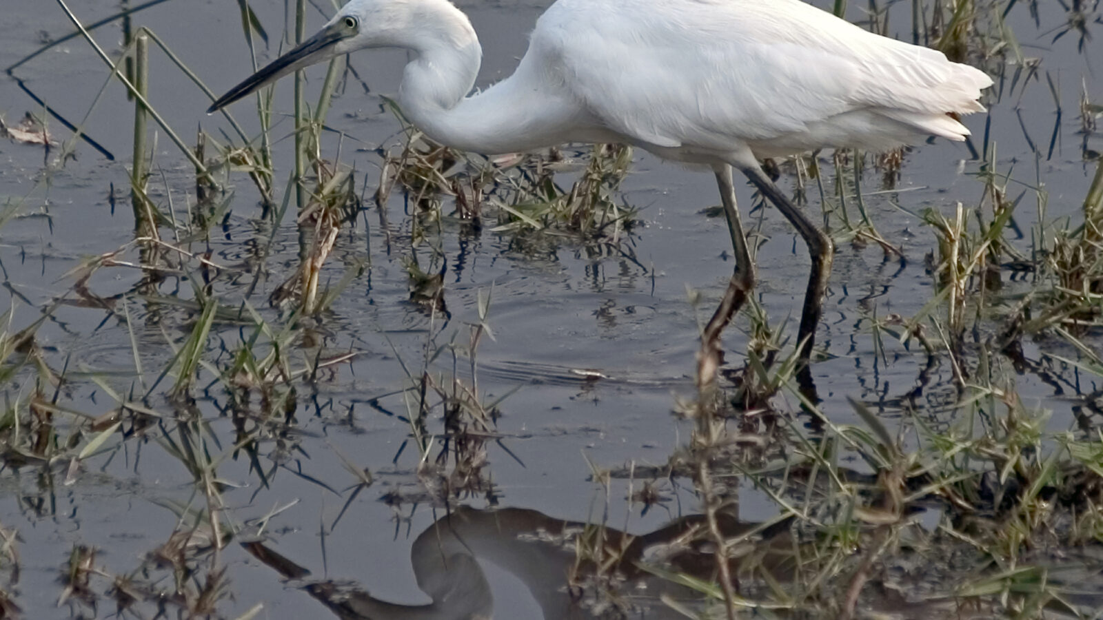Little Egret