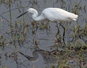 Little Egret