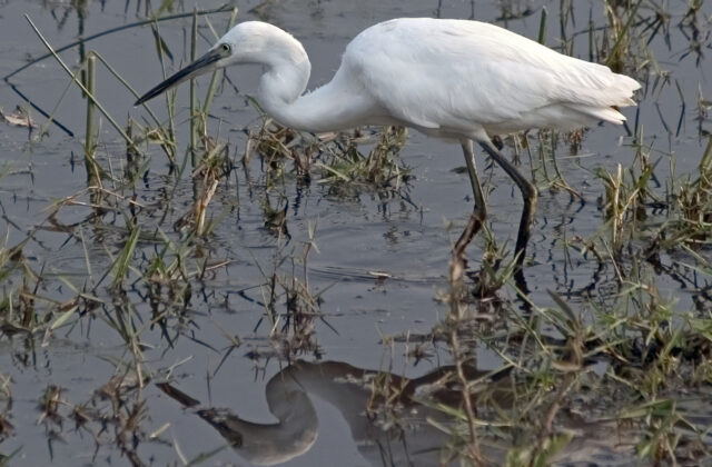 Little Egret