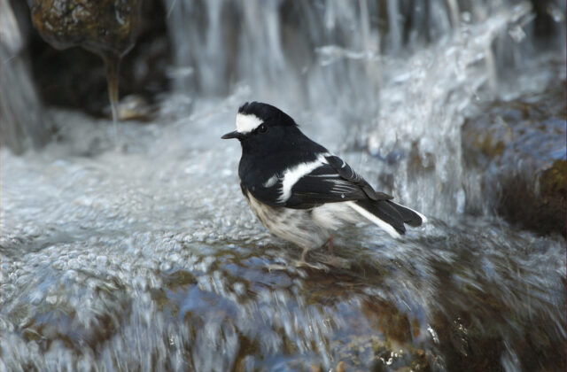 Little Forktail