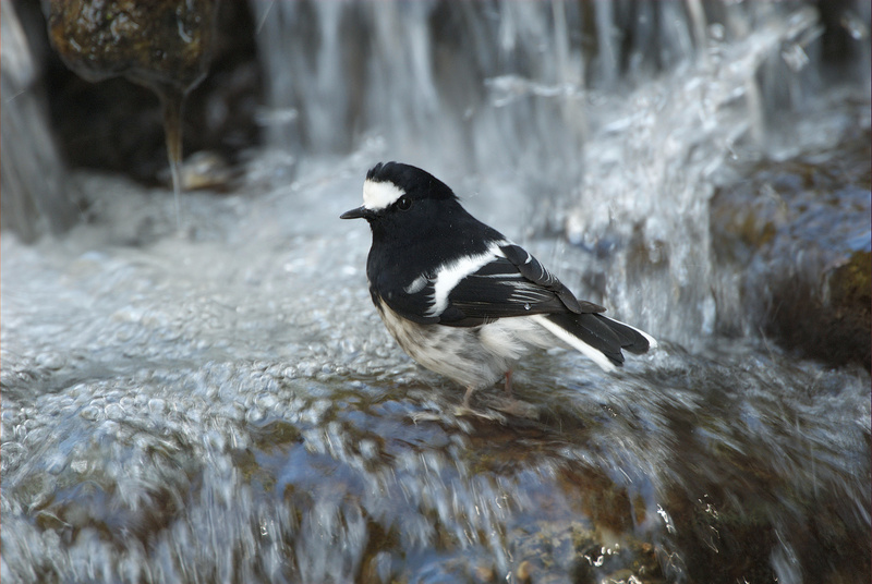 Little Forktail