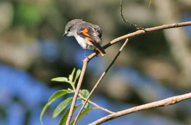 Little Minivet