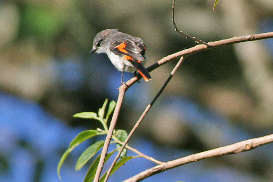 Little Minivet