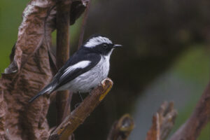 Little Pied Flycatcher