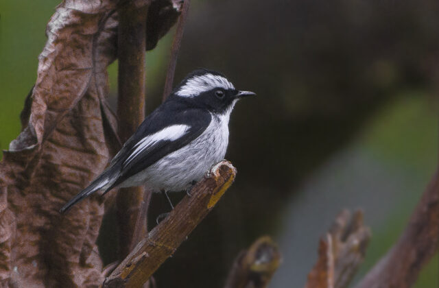 Little Pied Flycatcher