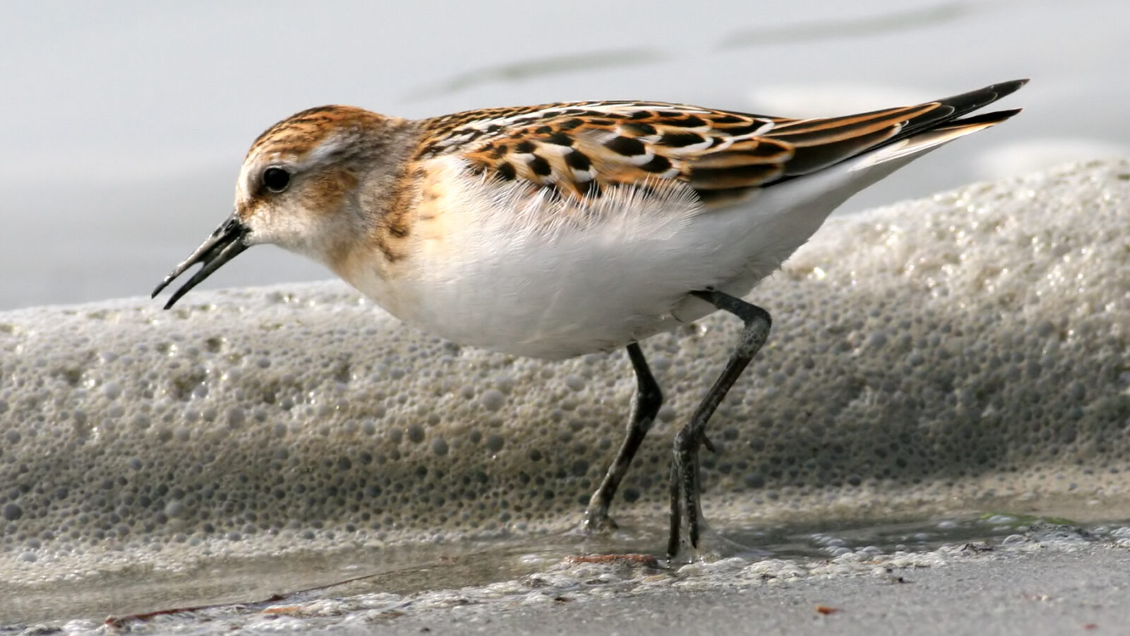 Little Stint