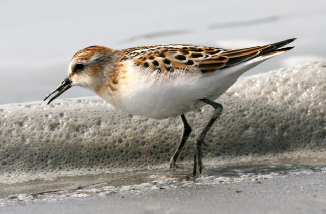 Little Stint