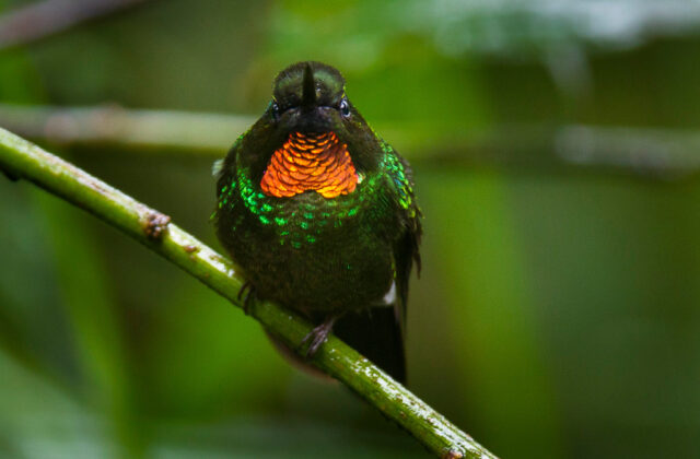 Flame-throated Sunangel