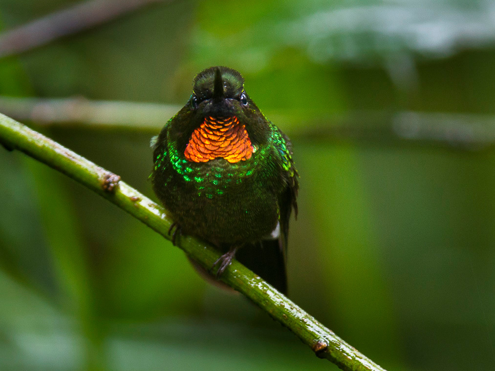 Flame-throated Sunangel