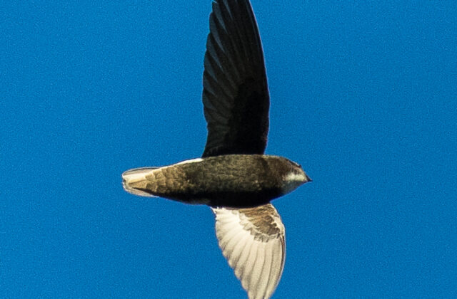 Little Swift
