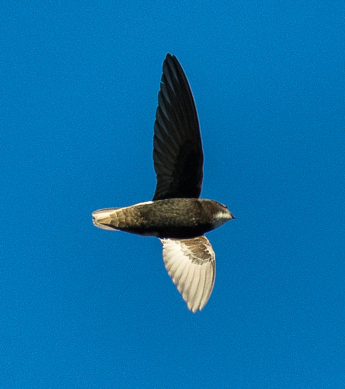 Little Swift