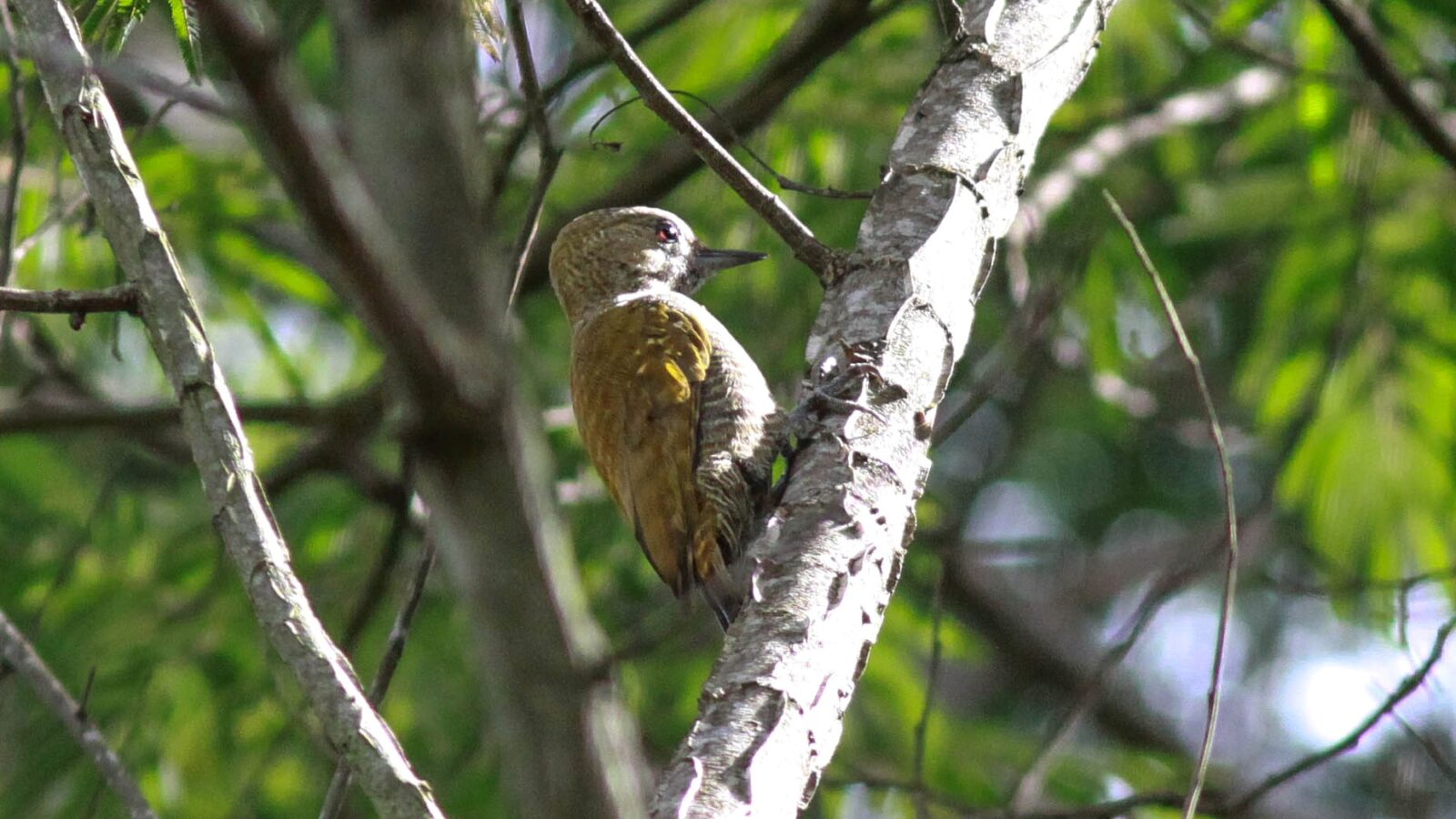 Little Woodpecker