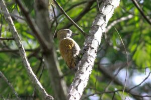 Little Woodpecker