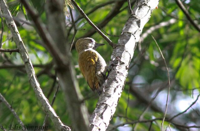Little Woodpecker