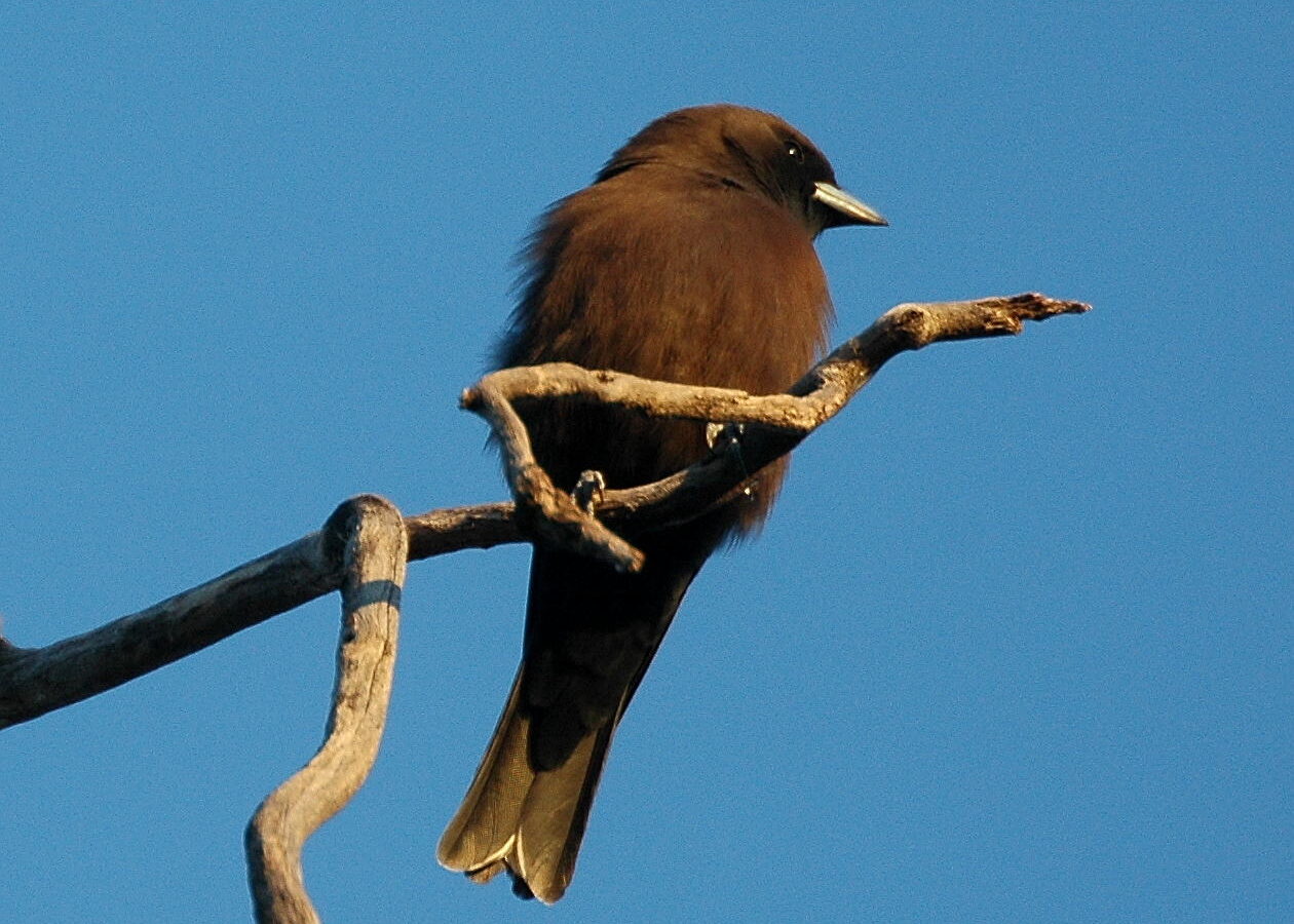 Little Woodswallow