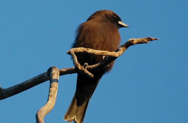Little Woodswallow