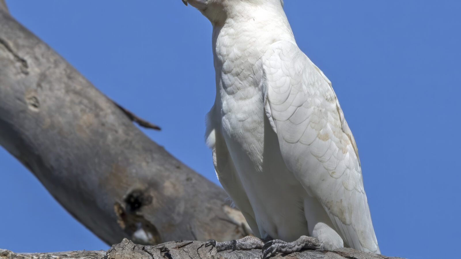 Little Corella