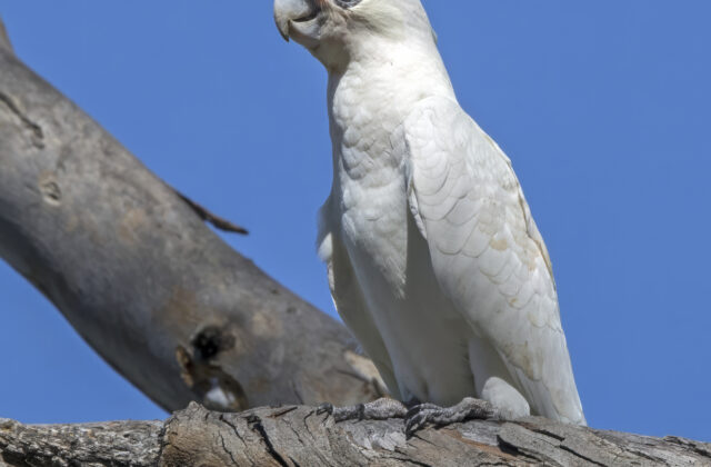 Little Corella