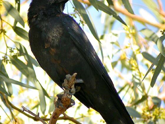 Little Crow