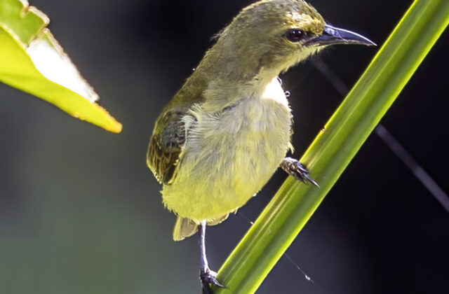Little Green Sunbird