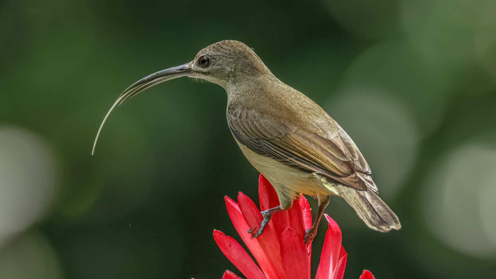 Little Spiderhunter