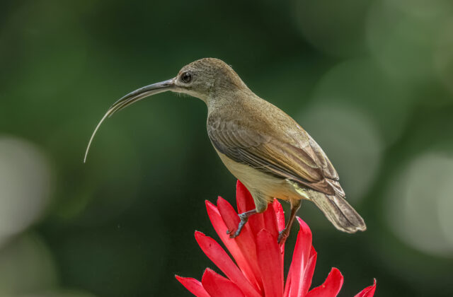 Little Spiderhunter