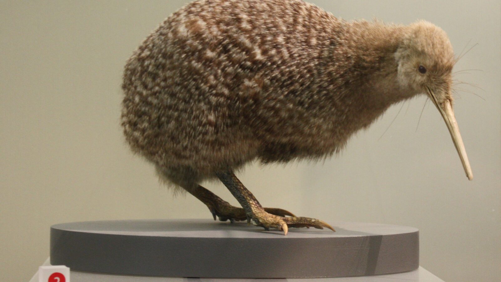 Little Spotted Kiwi