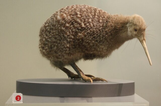 Little Spotted Kiwi