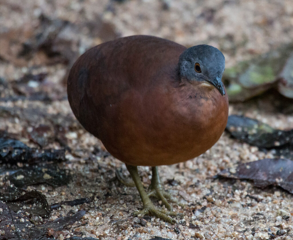 Little Tinamou