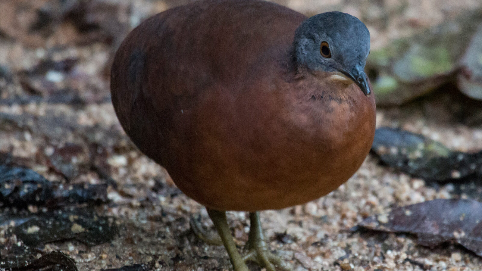 Little Tinamou