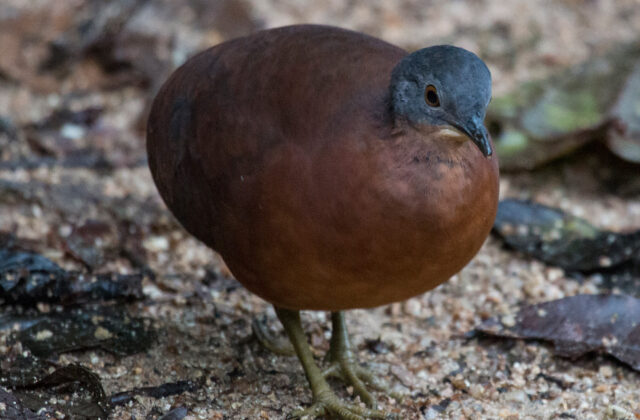 Little Tinamou