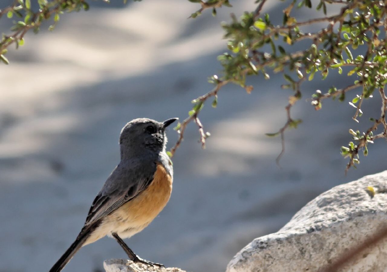 Littoral Rock Thrush