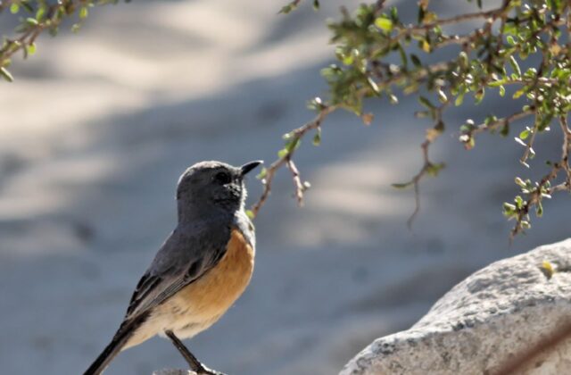 Littoral Rock Thrush