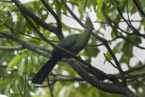Livingstone’s Turaco