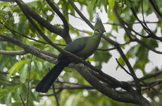 Livingstone’s Turaco