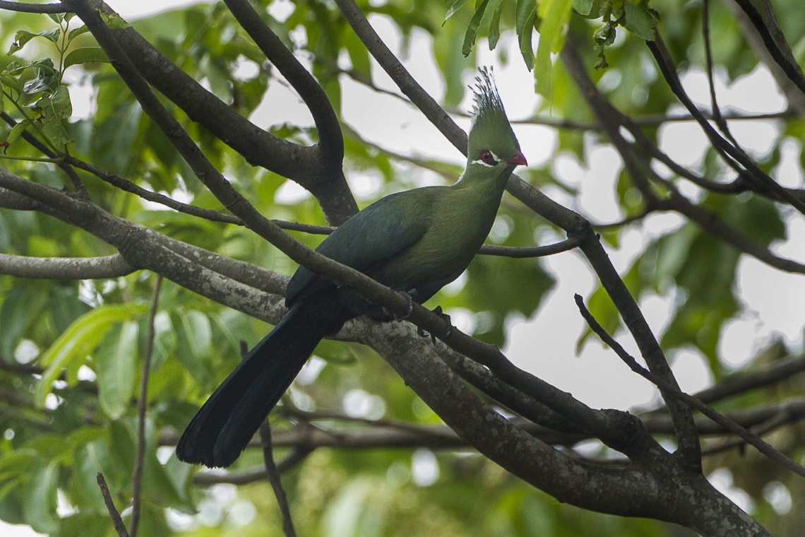 Livingstone’s Turaco