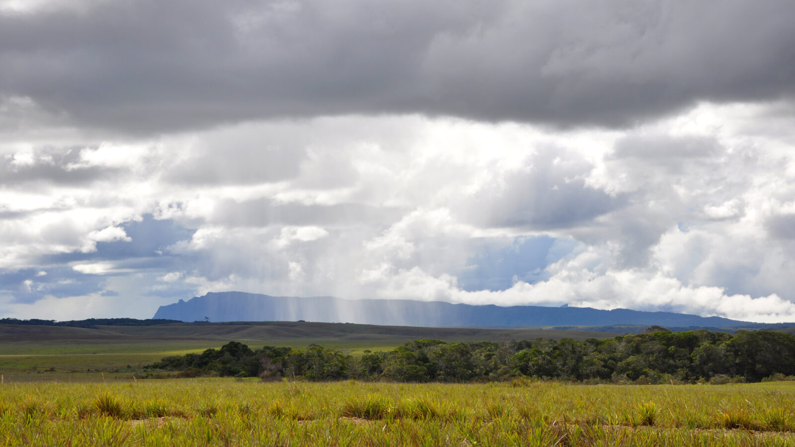 Tepui Tinamou