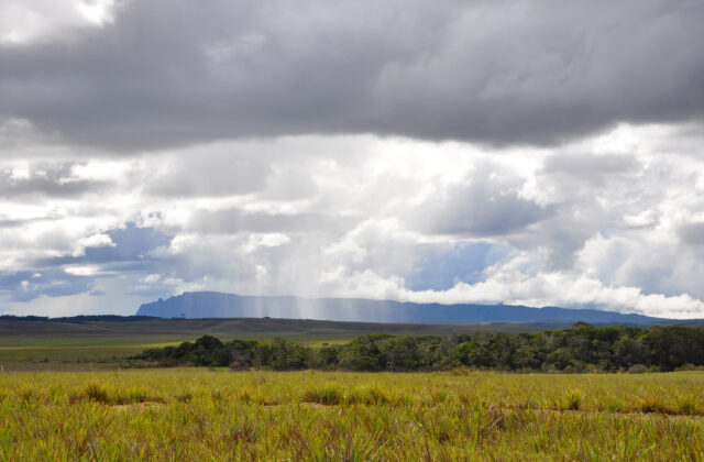Tepui Tinamou