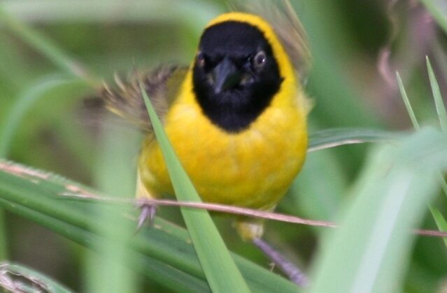 Loango Weaver