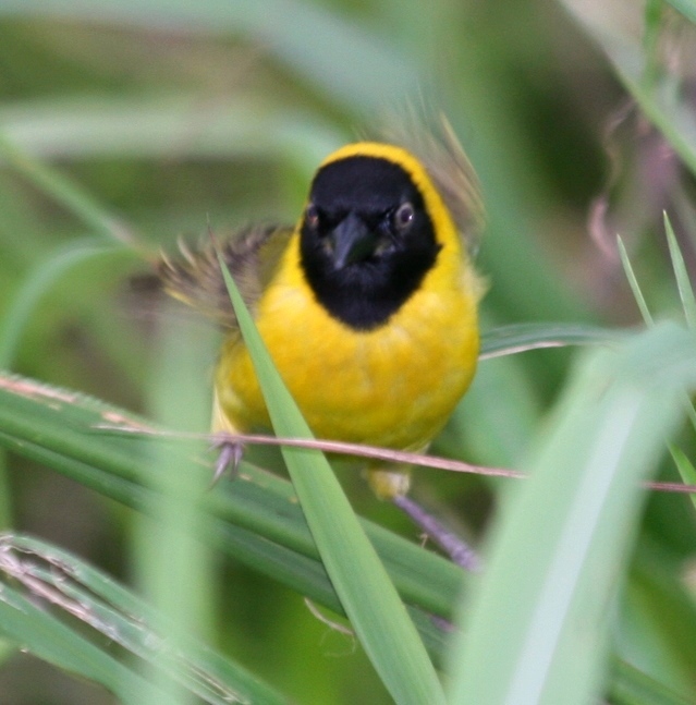 Loango Weaver