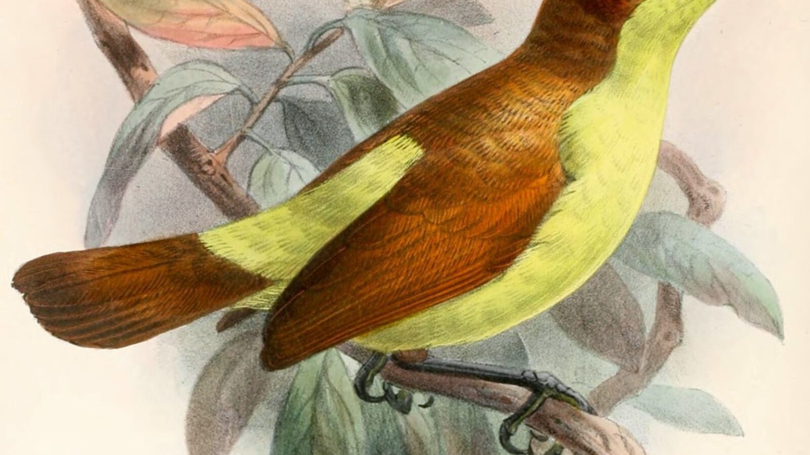Yellow-breasted Satinbird