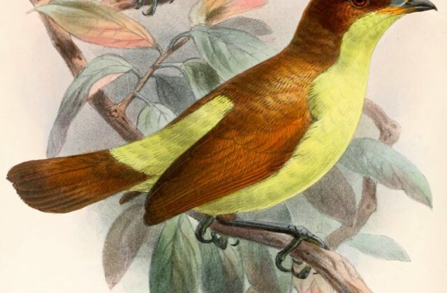 Yellow-breasted Satinbird