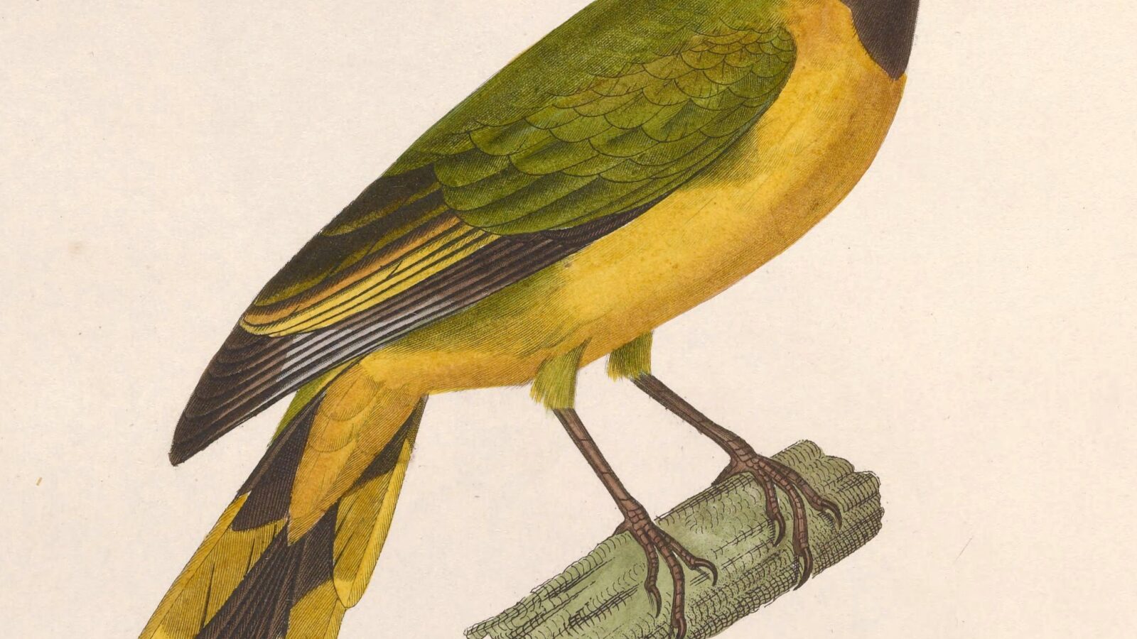 Western Wattled Cuckooshrike