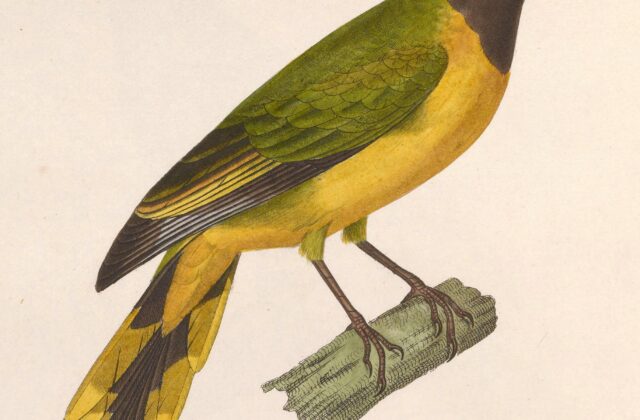 Western Wattled Cuckooshrike