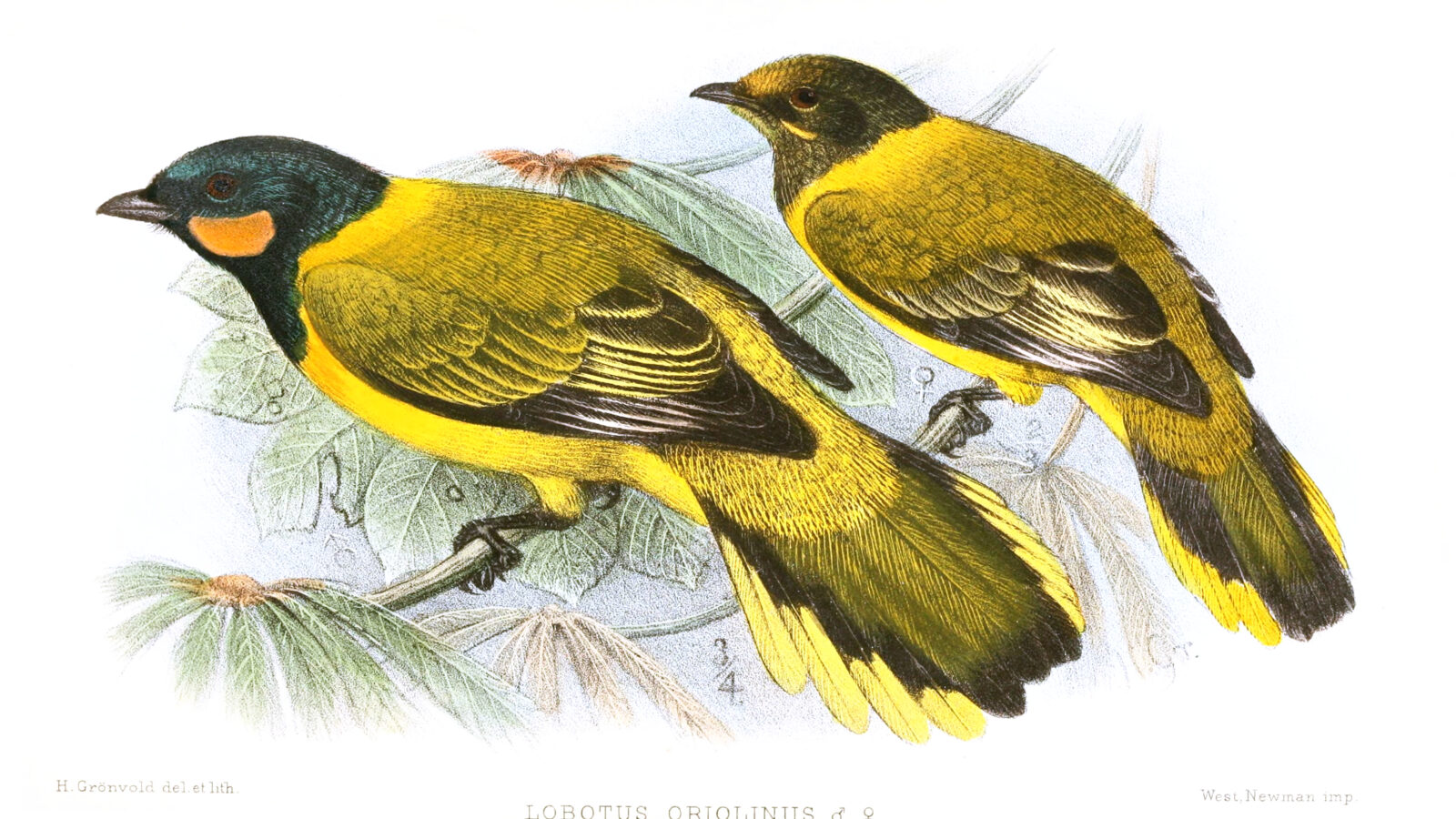 Eastern Wattled Cuckooshrike
