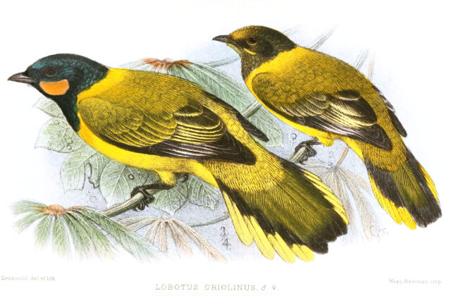 Eastern Wattled Cuckooshrike